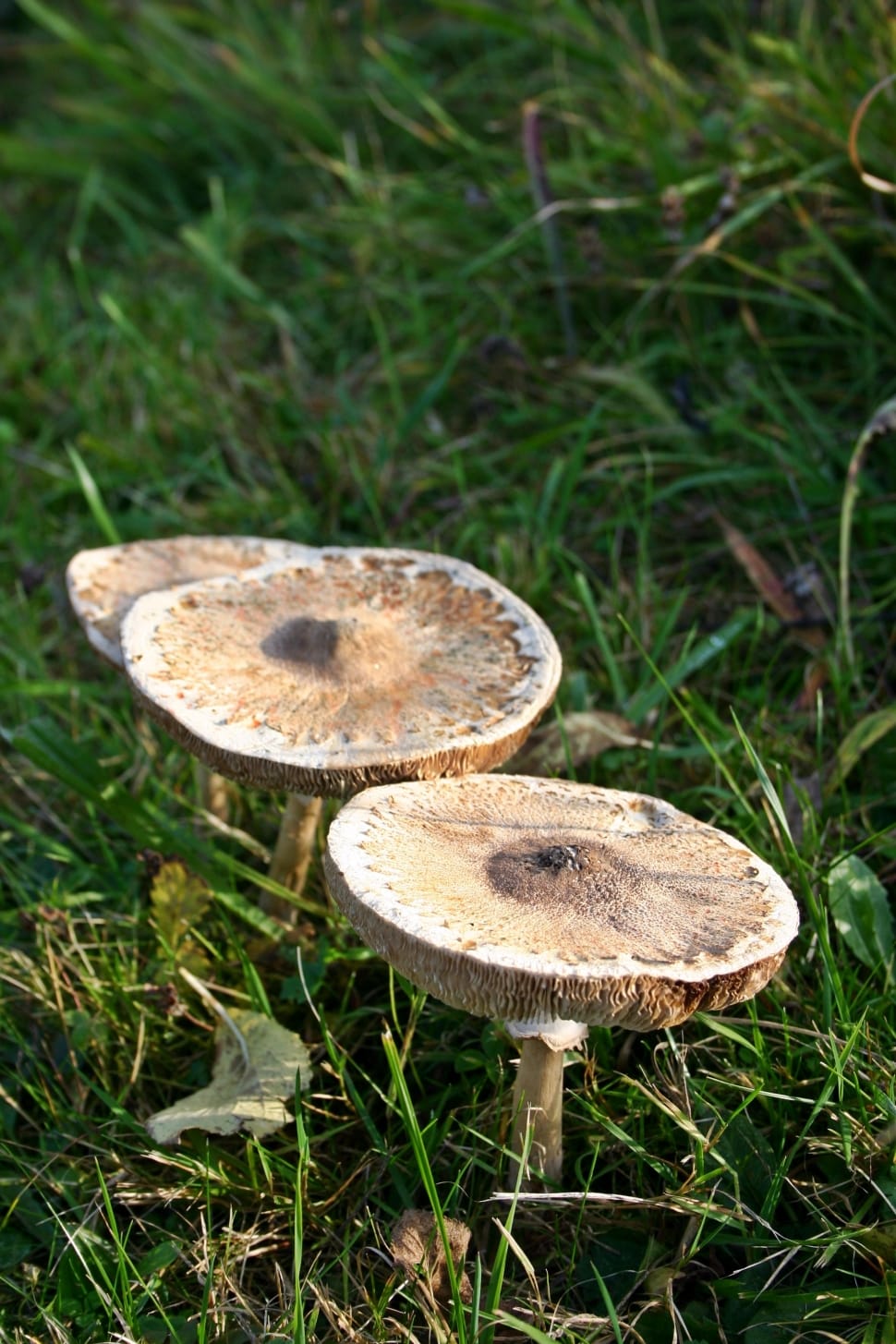 Screen Fungus, Autumn, Meadow, Mushroom, mushroom, fungus preview