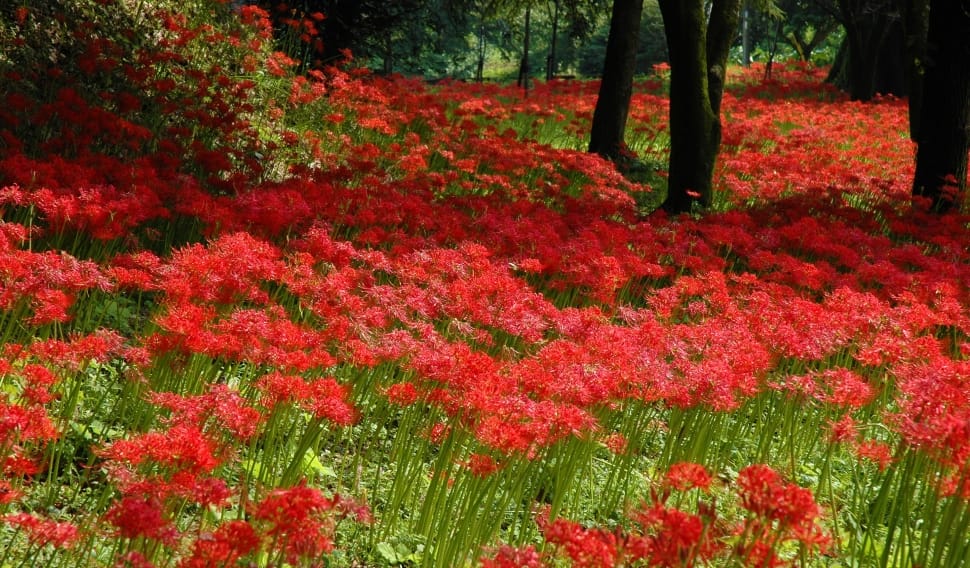 red flower field preview