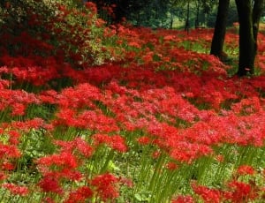 red flower field thumbnail
