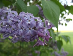Flower, Purple, Garden, Macro, Flowering, purple, flower thumbnail