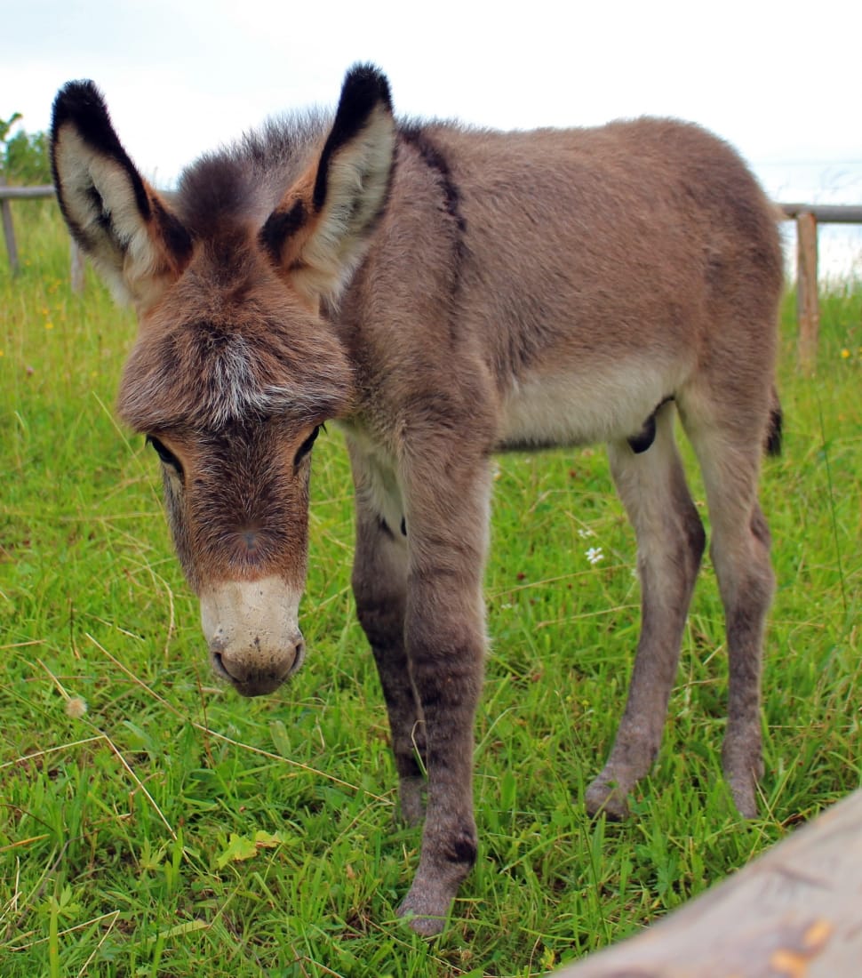 grey dunkey standing on green grass during daytime preview