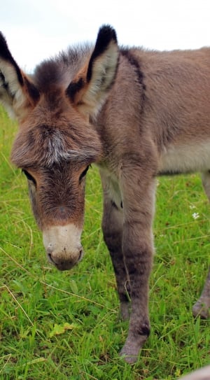 grey dunkey standing on green grass during daytime thumbnail