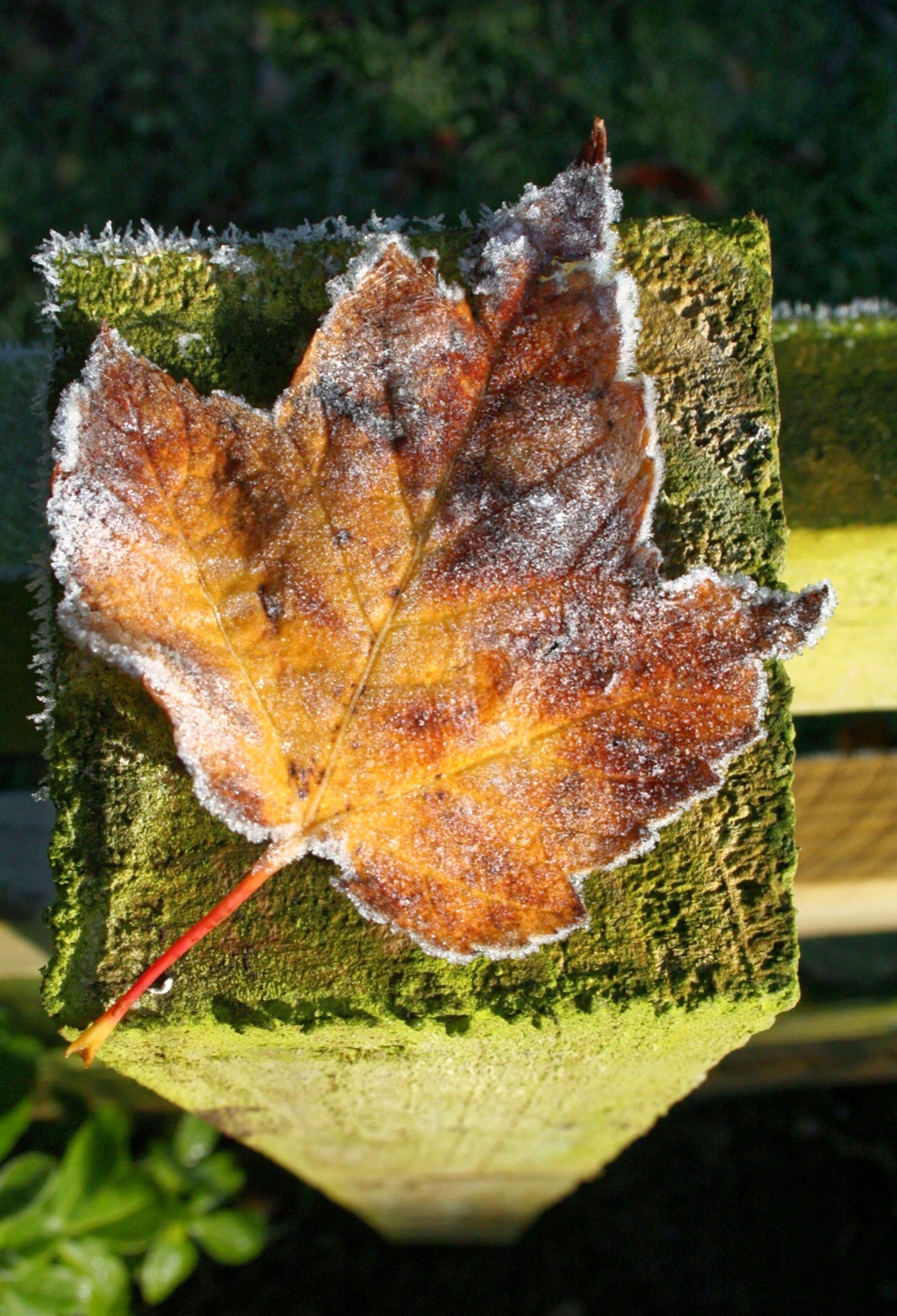 Frost, Outdoor, Nature, Fence Post, Leaf, leaf, nature