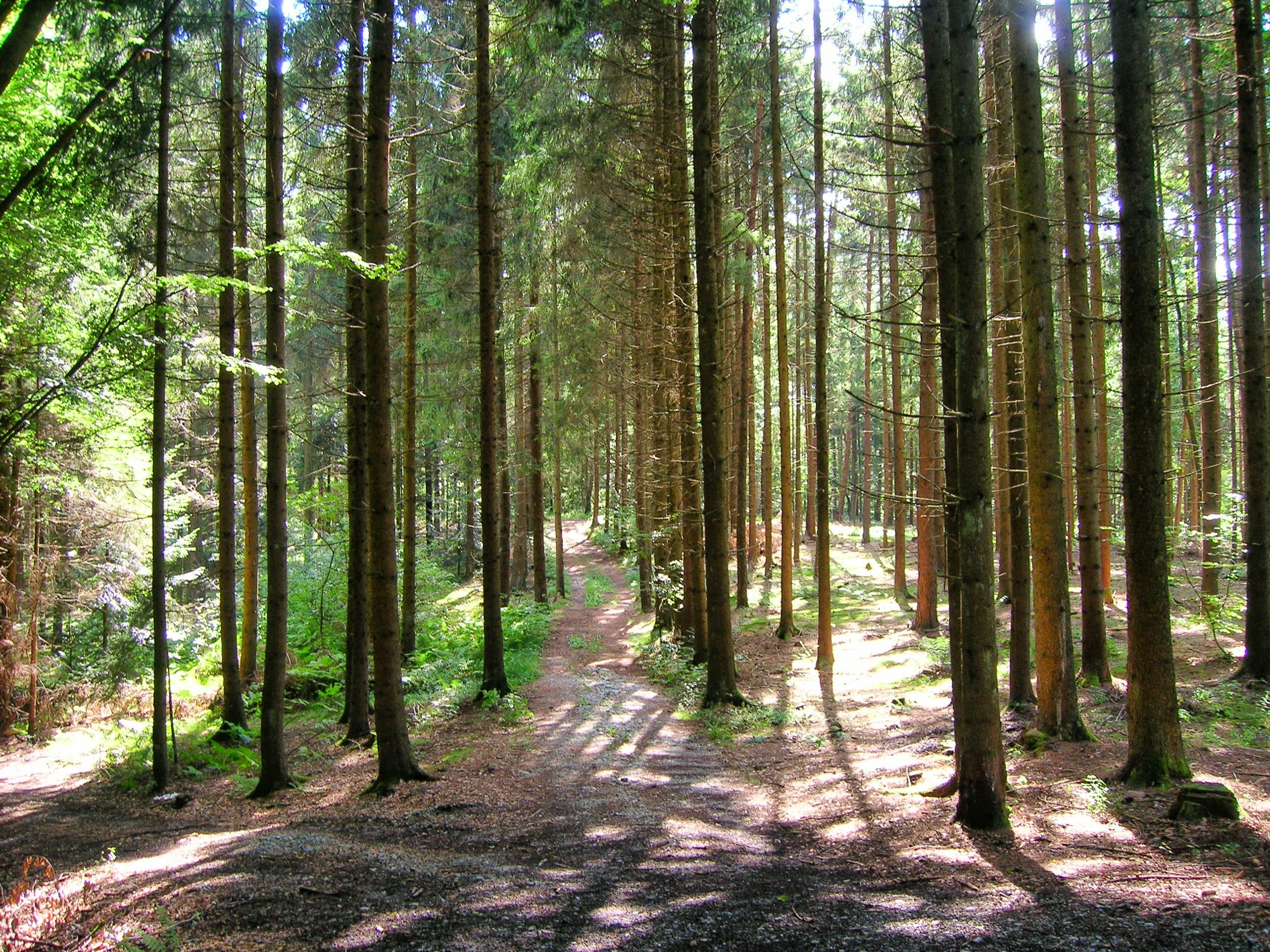 Вид средообразователь в лиственном лесу. Национальный парк баварский лес Германия. Нац парк баварский лес Германия Лаванда. Баварский лес национальный парк фото. Лиственный лес в Германии.
