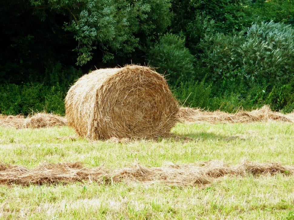 Arable, Harvested, Agriculture, bale, hay preview