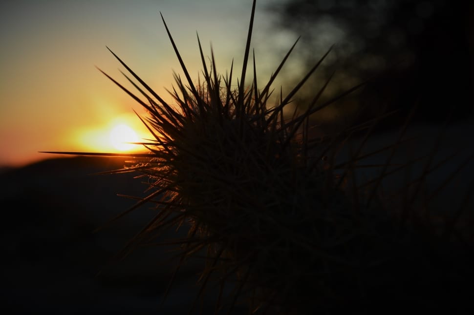 silhouette of plant during sunset preview