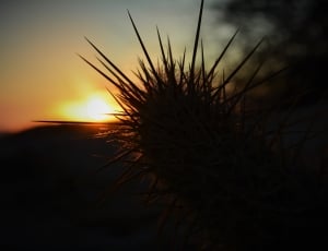 silhouette of plant during sunset thumbnail