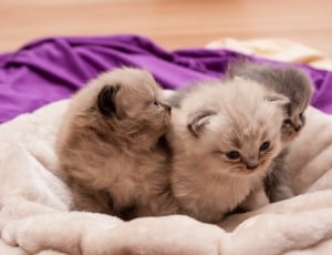 3 gray and white persian kittens thumbnail