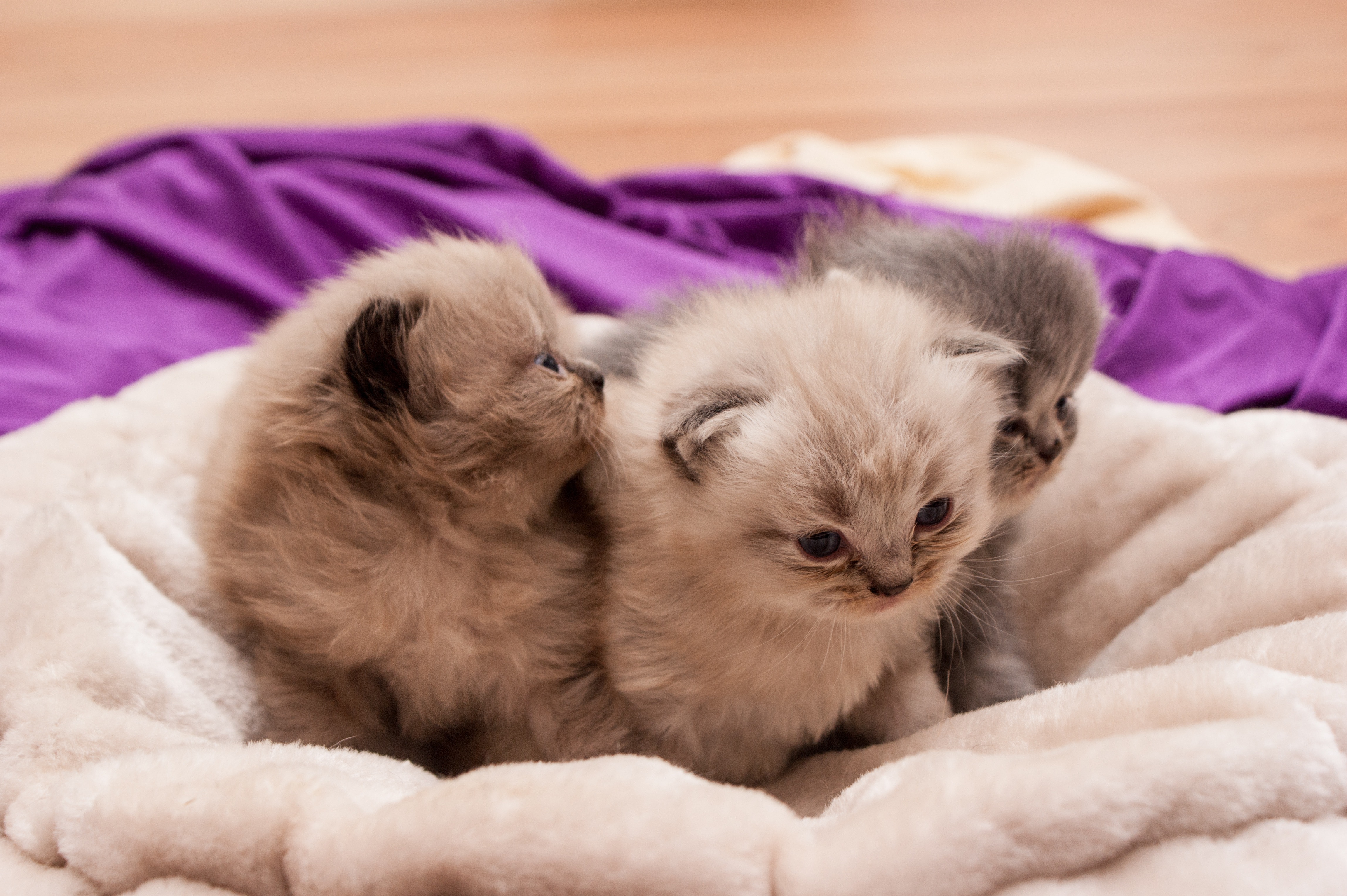 3 gray and white persian kittens