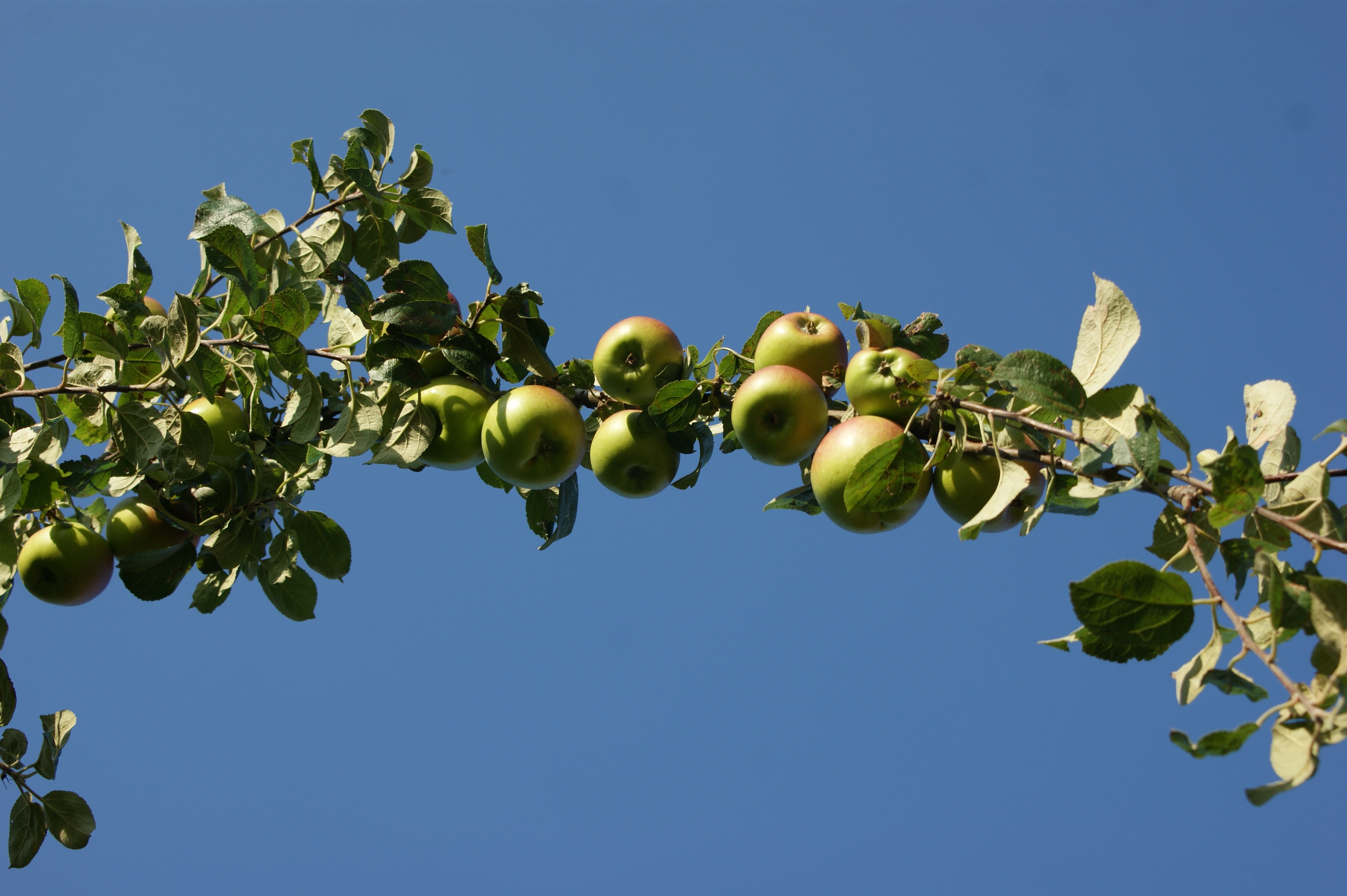 Садоводство яблоки