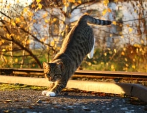 photography of silver tabby cat thumbnail