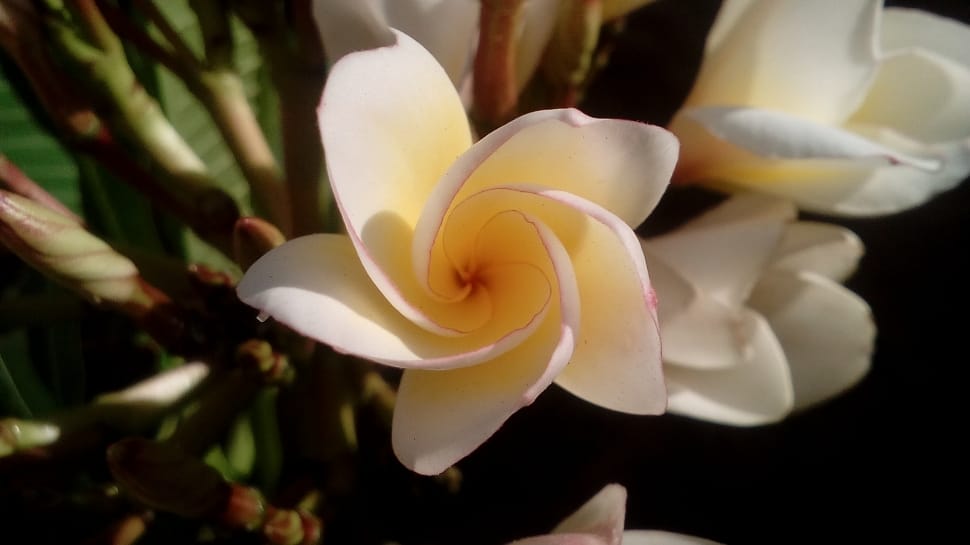 shallow focus photography of white flowers during daytime preview