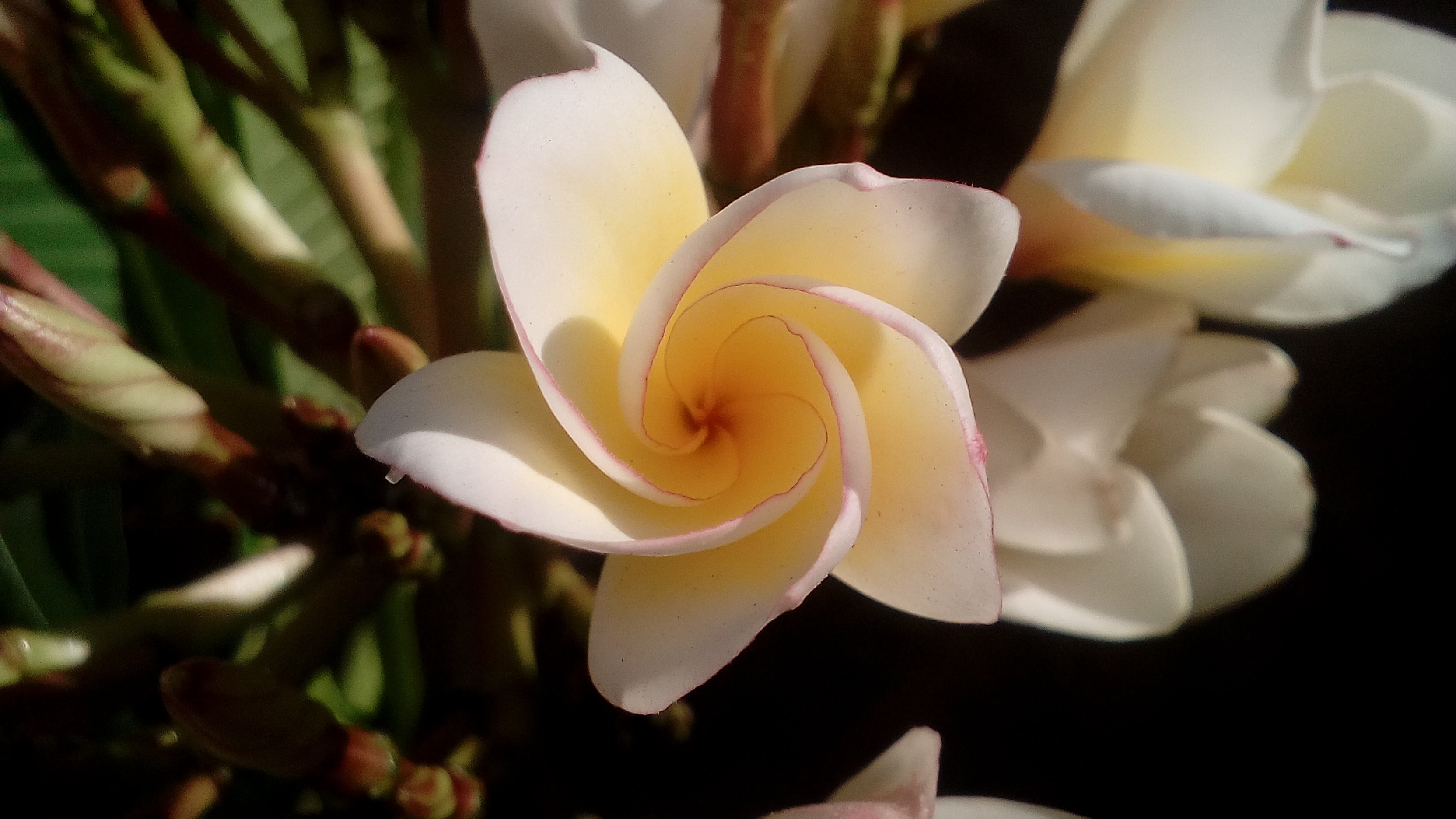 shallow focus photography of white flowers during daytime
