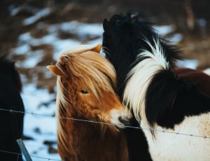 two horses behind chain fence thumbnail