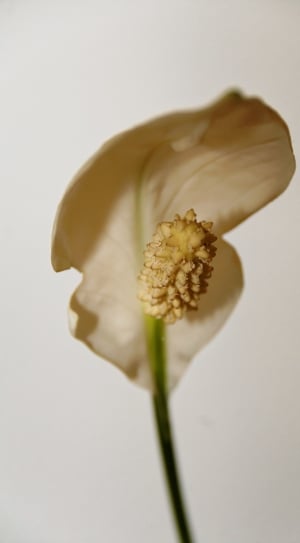 shallow depth photo of peace lily thumbnail