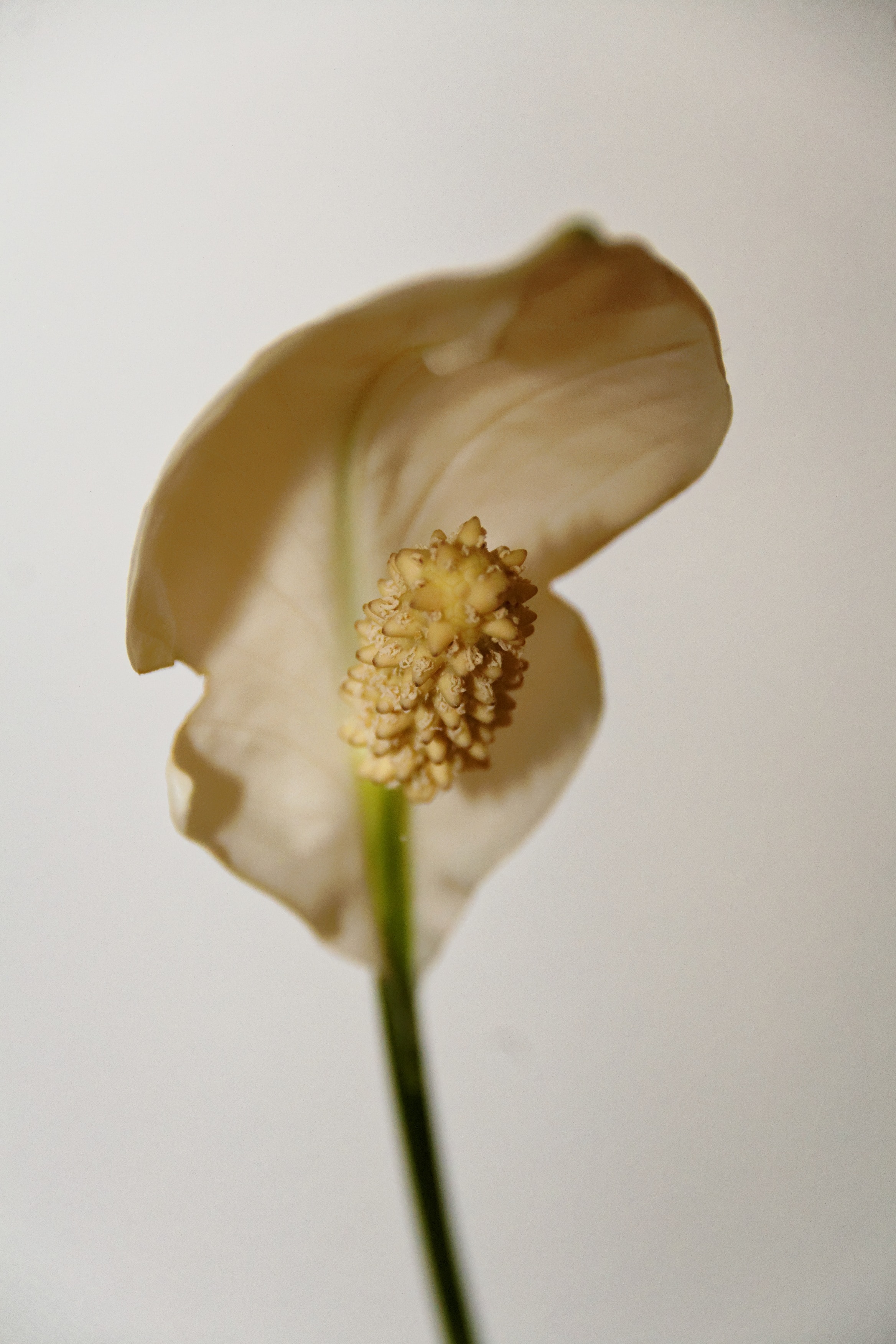 shallow depth photo of peace lily
