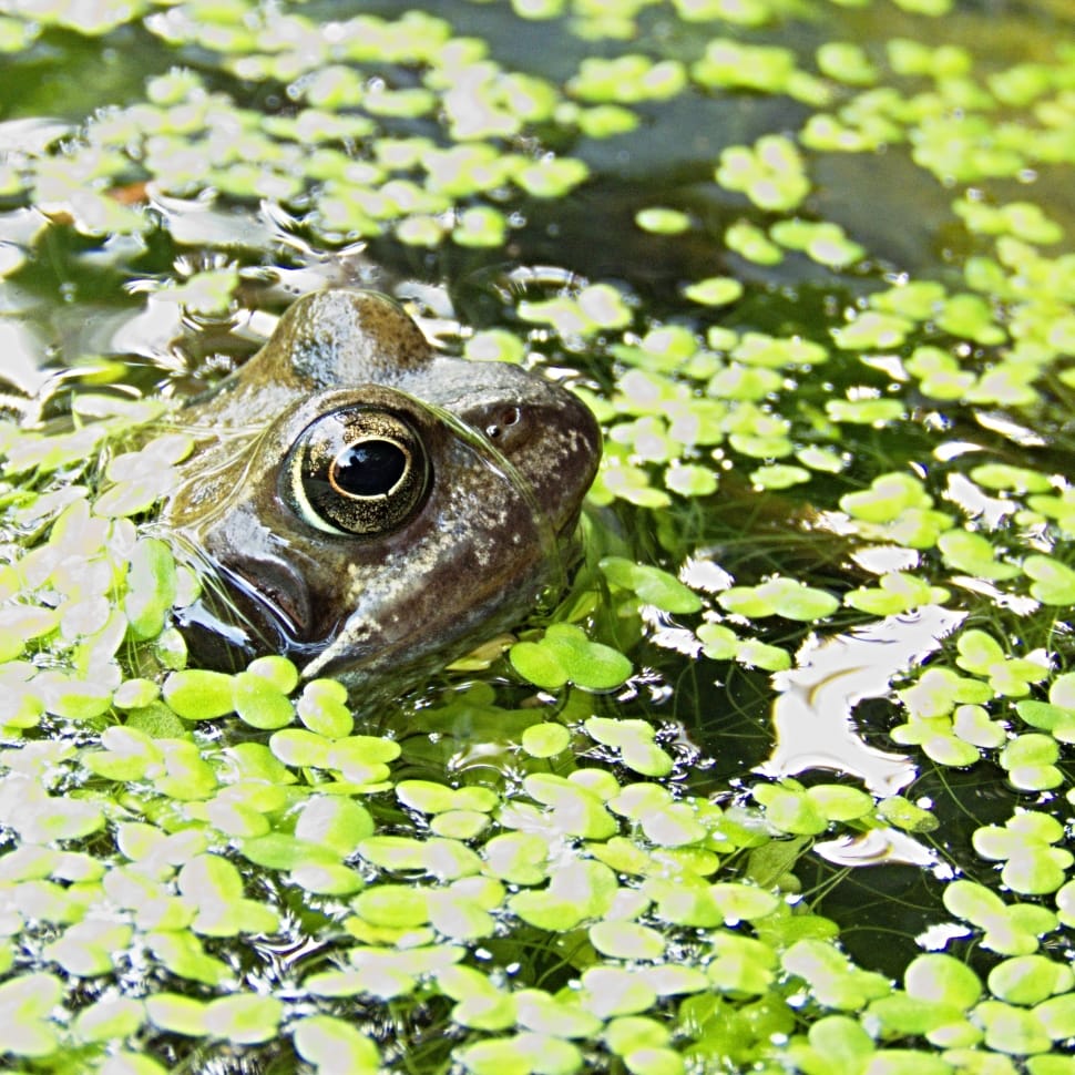 frog on water with leaves preview