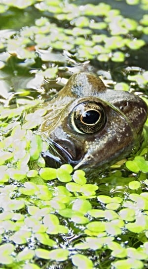 frog on water with leaves thumbnail