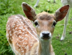 deer, wildlife, forest, green, animal themes, looking at camera thumbnail