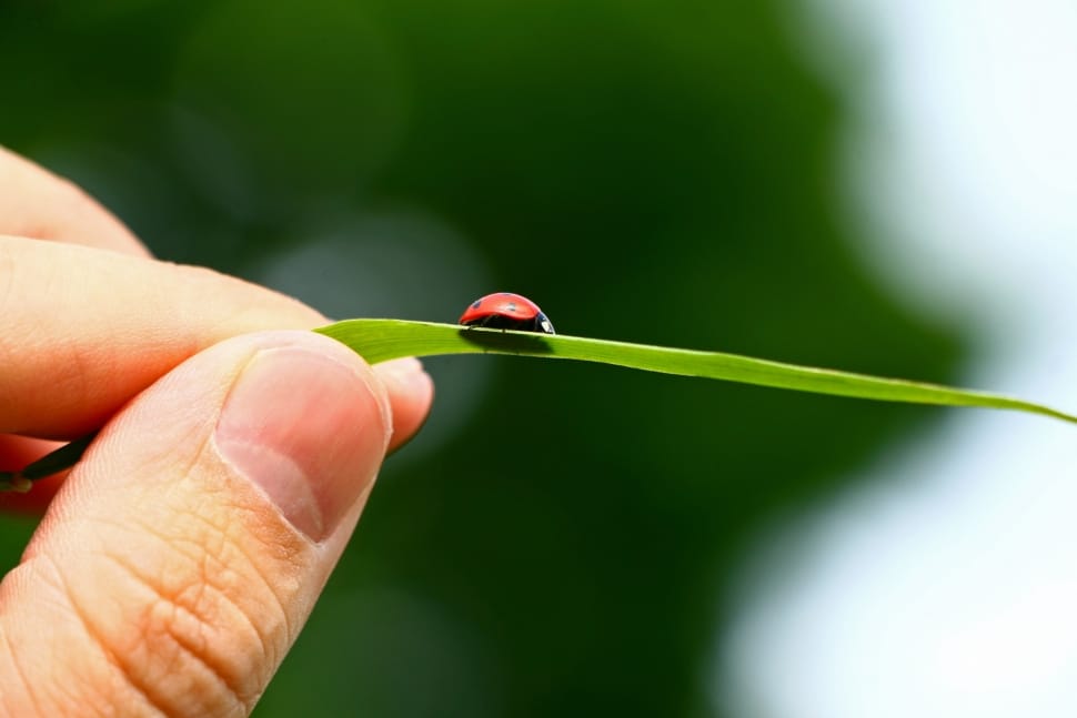 red ladybug preview
