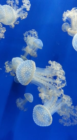 white and clear jellyfishes thumbnail