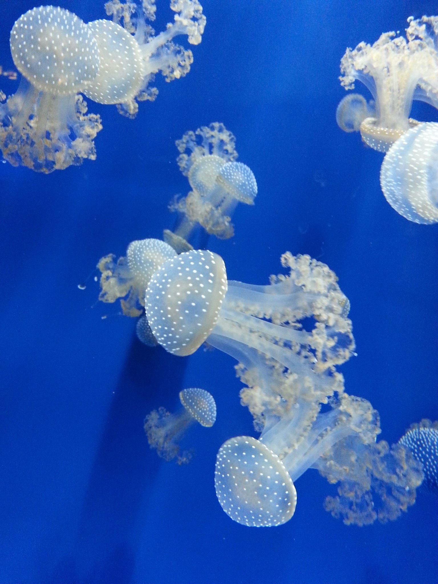 white and clear jellyfishes
