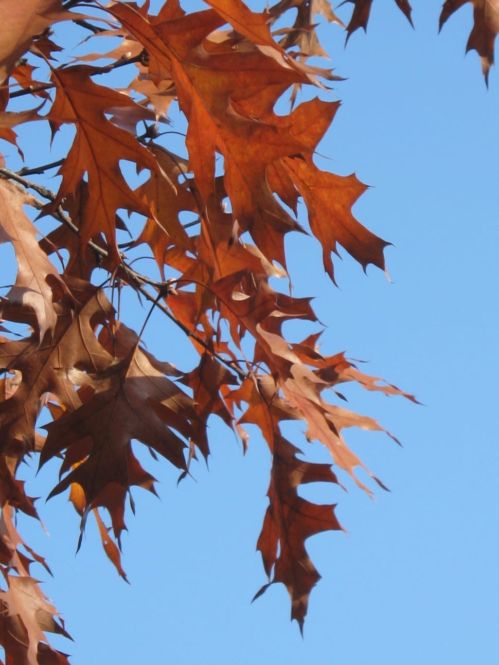 Eicehnblaetter, Red, Leaves, Emerge, Oak, autumn, leaf preview
