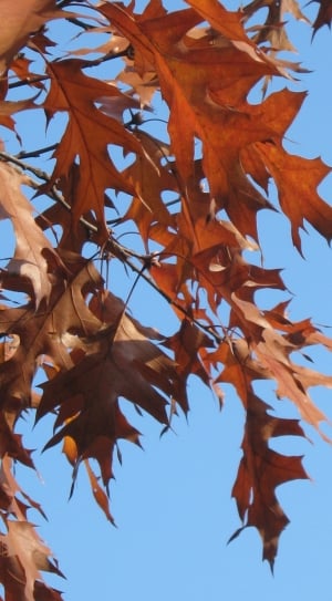 Eicehnblaetter, Red, Leaves, Emerge, Oak, autumn, leaf thumbnail