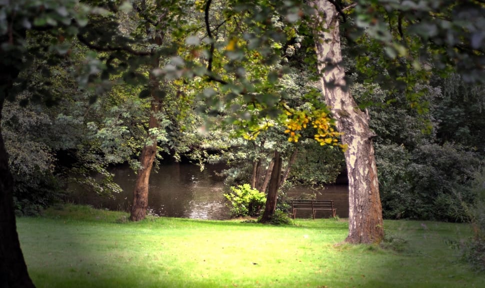 green leaf tree preview
