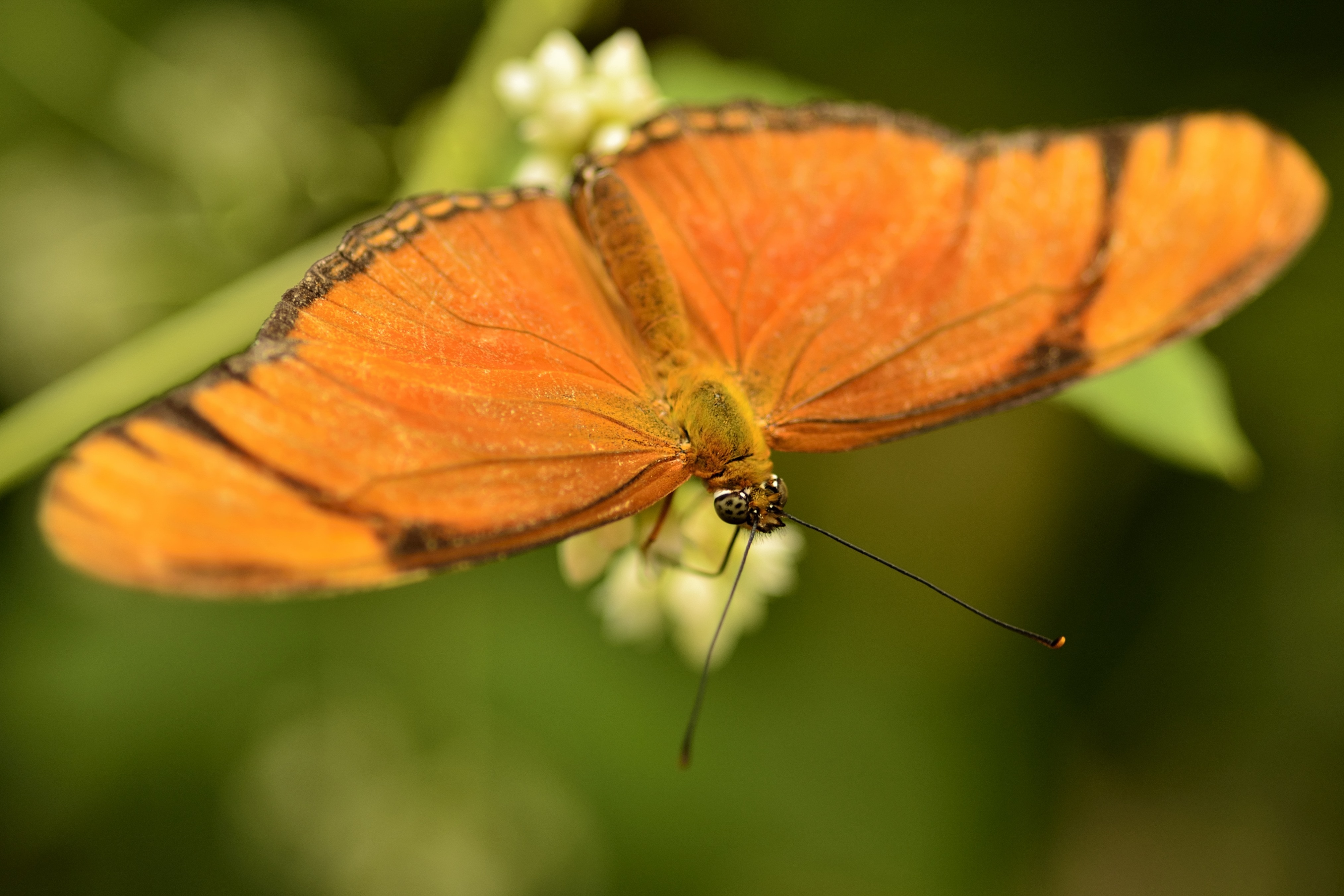 brown and orange butterfly