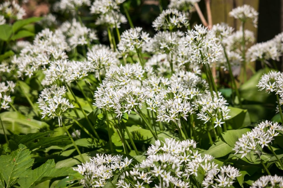 close up photo of dandelion preview