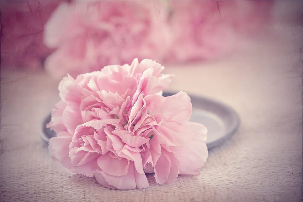 pink carnation preview