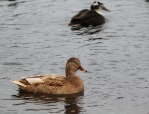 brown duck on body of water thumbnail