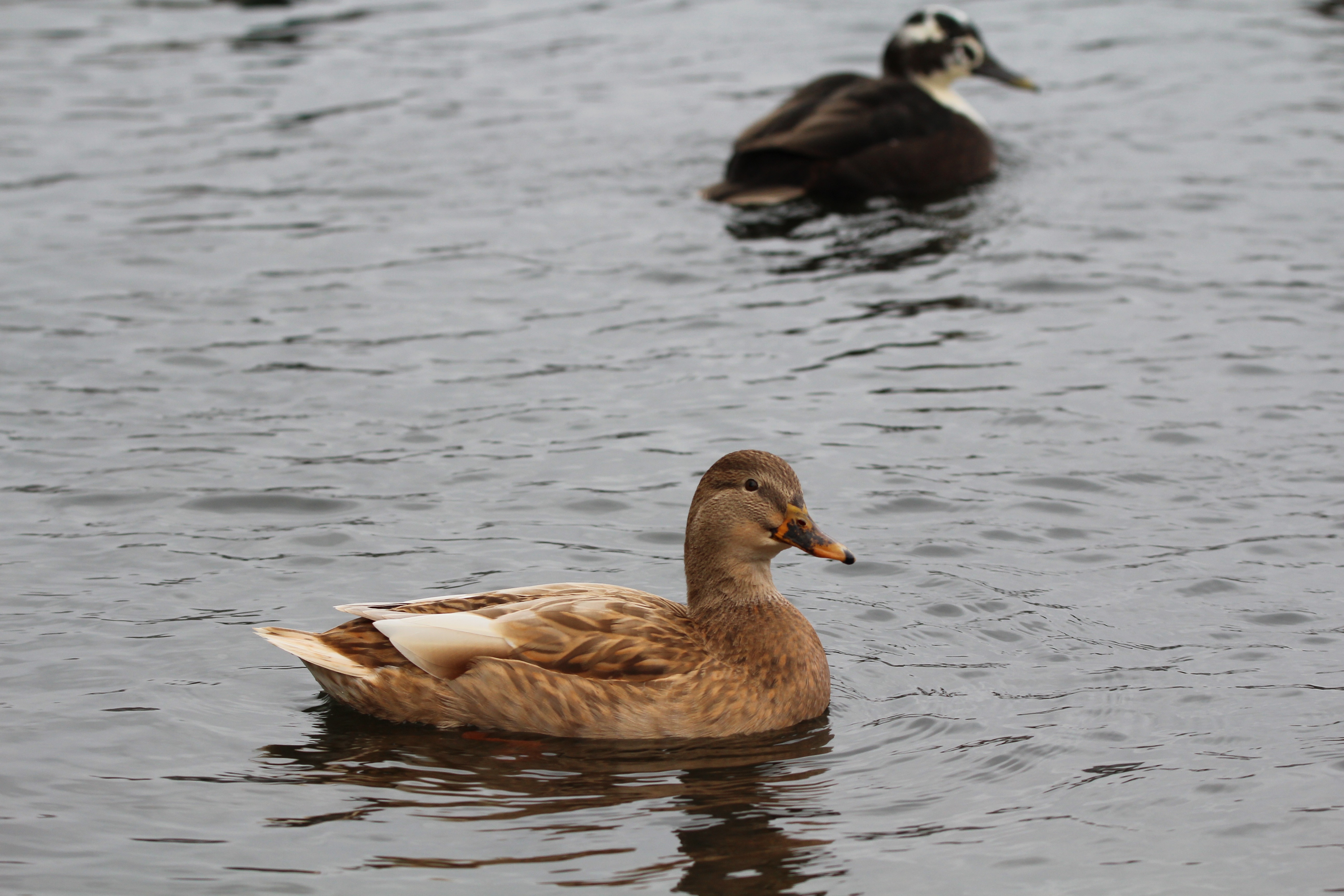brown duck on body of water