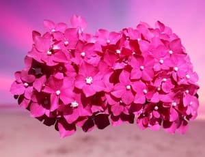 pink petaled flowers thumbnail