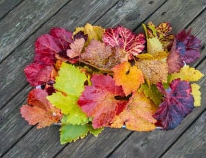 red brown and yellow leafs thumbnail