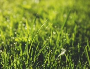 Dewdrops, Droplets, Close-Up, Dew, Blur, nature, grass thumbnail