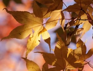 gray maple leaf thumbnail