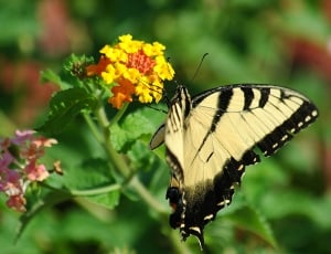 eastern tiger swallowtail butterfly thumbnail