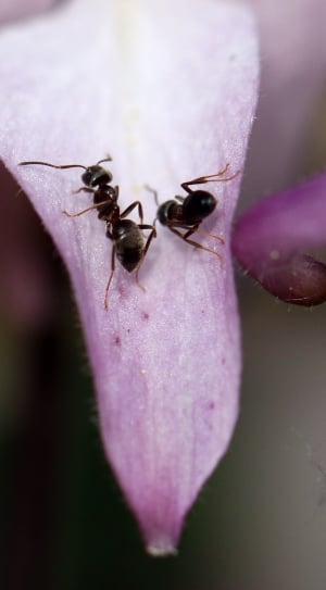 two black ants thumbnail