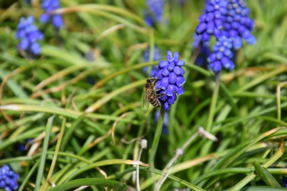 Macro, Bee, Muscari, flower, purple preview