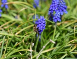 Macro, Bee, Muscari, flower, purple thumbnail