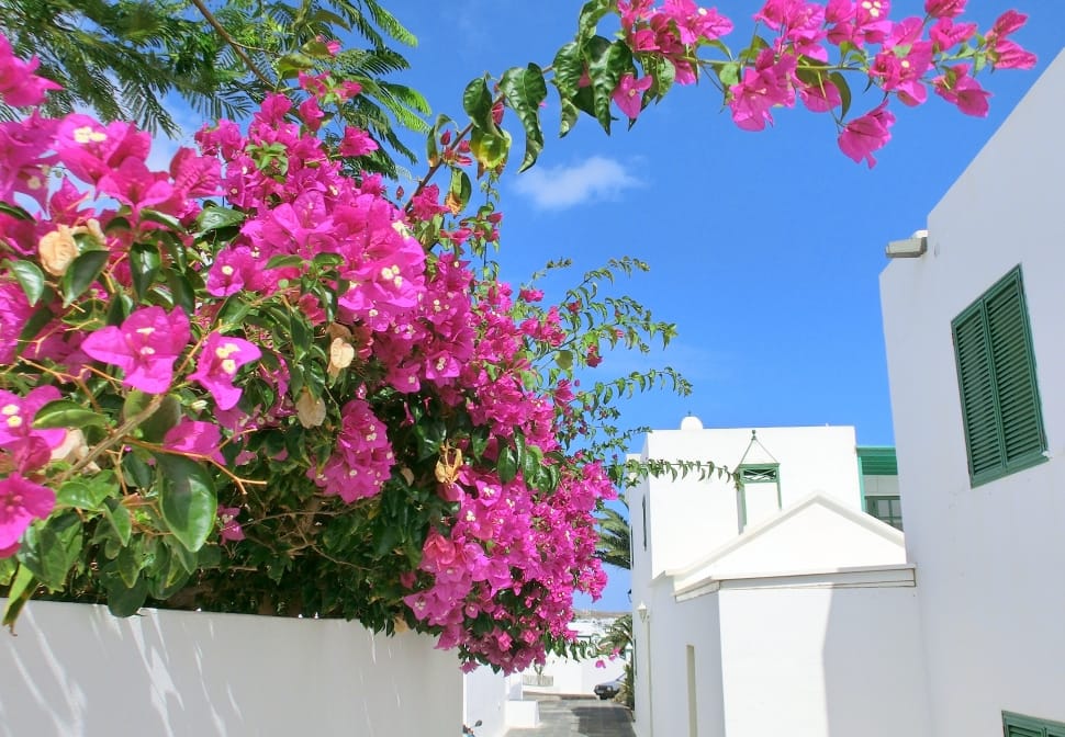 Lanzarote, Flowers, Sky, no people, day preview