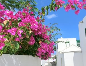 Lanzarote, Flowers, Sky, no people, day thumbnail