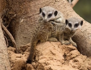 2 brown meerkats thumbnail