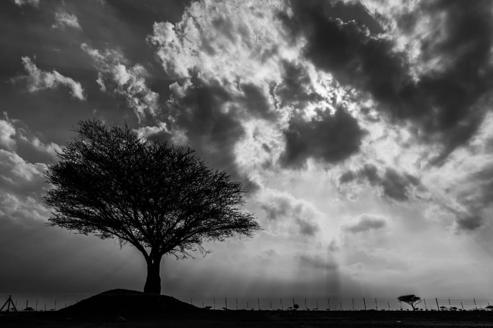 grayscale photography of tree preview