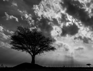 grayscale photography of tree thumbnail