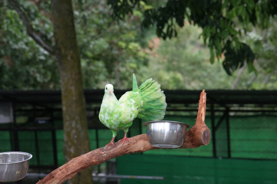 green and white fantail pigeon preview