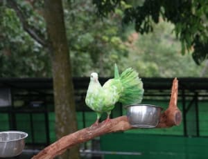 green and white fantail pigeon thumbnail