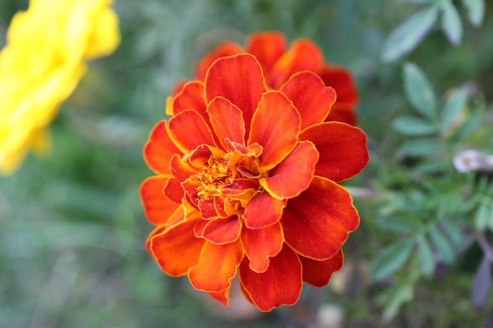 orange petaled flower preview